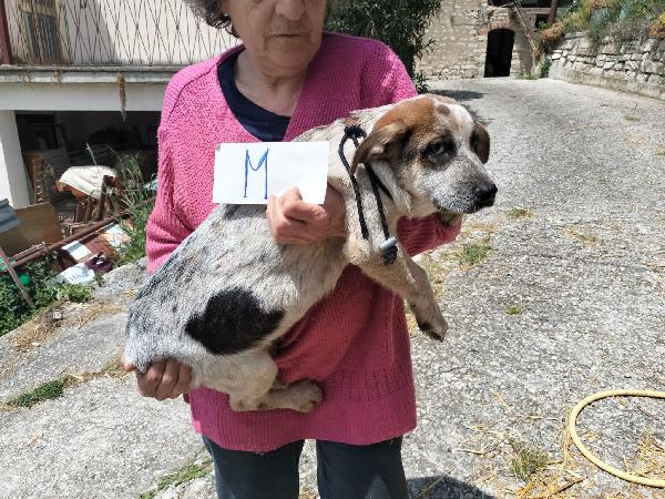 Gus Foto 2